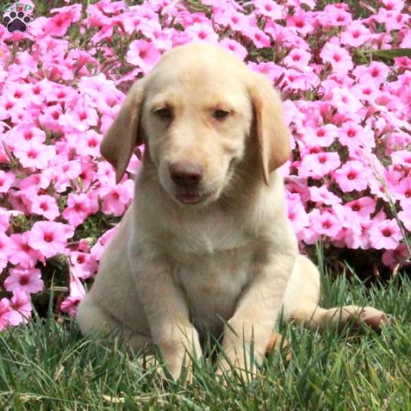 Casey, Golden Labrador Puppy