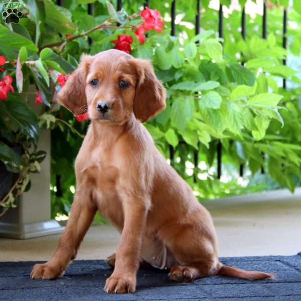 Cassidy, Irish Setter Puppy