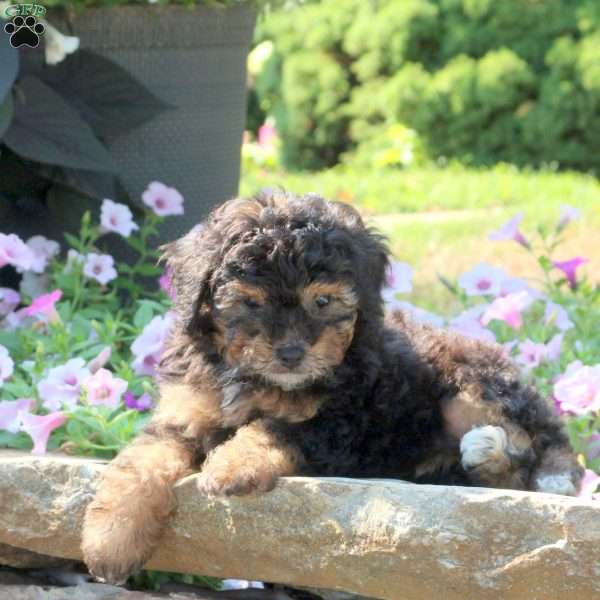 Cassie, Miniature Poodle Puppy