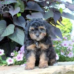 Cassie, Miniature Poodle Puppy