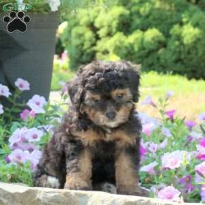 Cassie, Miniature Poodle Puppy