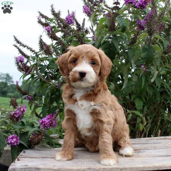 Cassie, Mini Goldendoodle Puppy