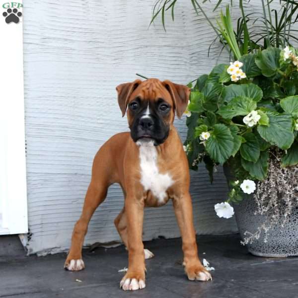 Cassie, Boxer Puppy