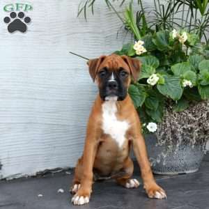 Cassie, Boxer Puppy