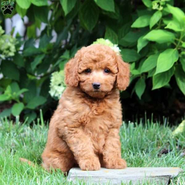 Cathy-F1B, Mini Goldendoodle Puppy