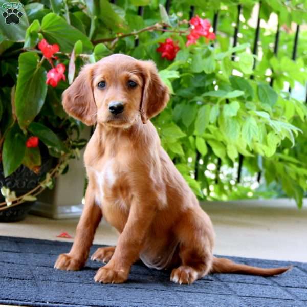 Cathy, Irish Setter Puppy