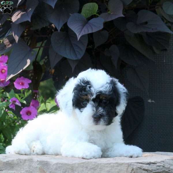 Cayla, Miniature Poodle Puppy