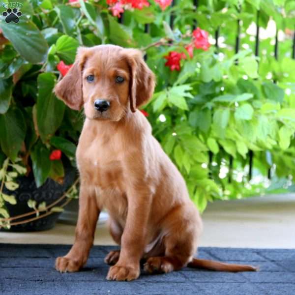 Cayson, Irish Setter Puppy