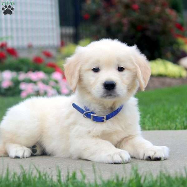 Chad, English Cream Golden Retriever Puppy