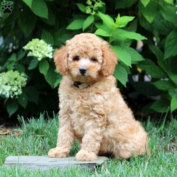 Chad-F1B, Mini Goldendoodle Puppy