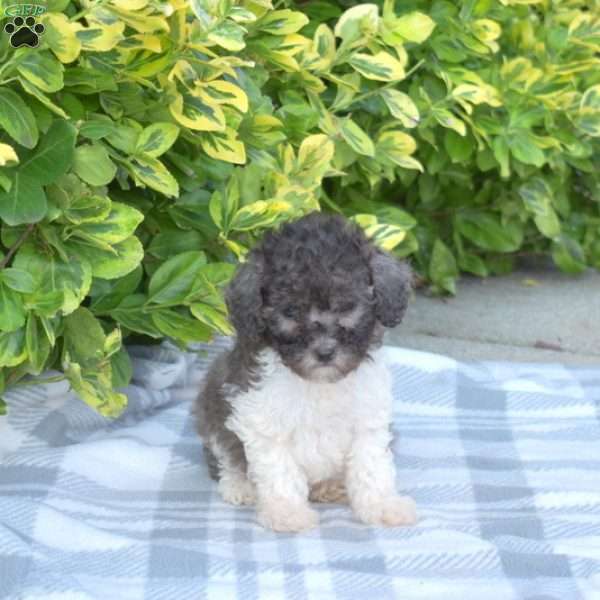 Chai, Miniature Poodle Puppy