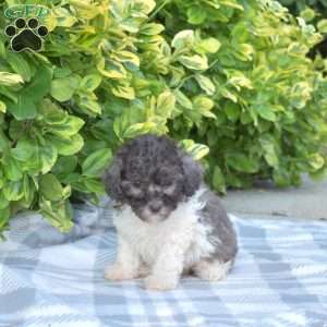 Chai, Miniature Poodle Puppy