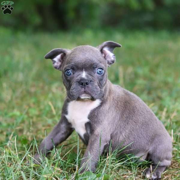 Champ, Frenchton Puppy