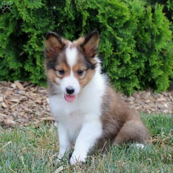 Champ, Sheltie Puppy