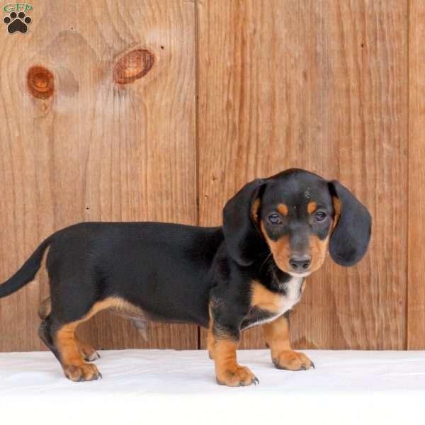 Chance – Mini, Dachshund Puppy