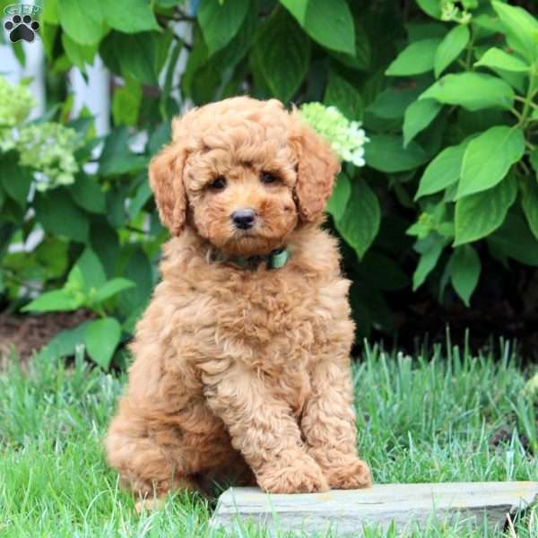 Chance-F1B, Mini Goldendoodle Puppy