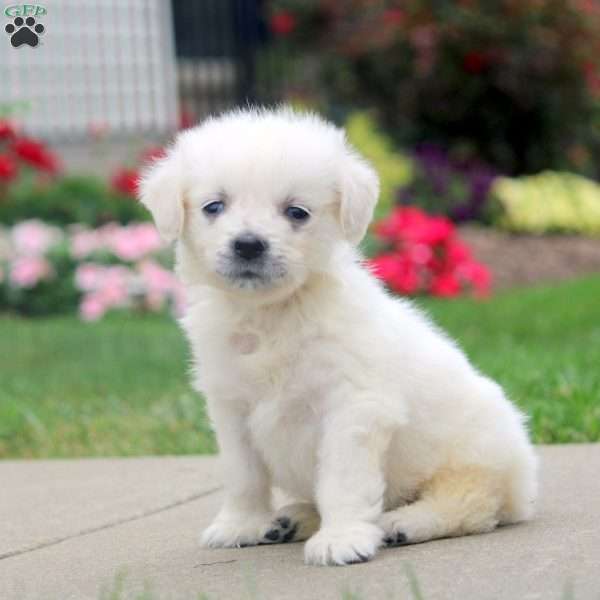 Charity, English Cream Golden Retriever Puppy