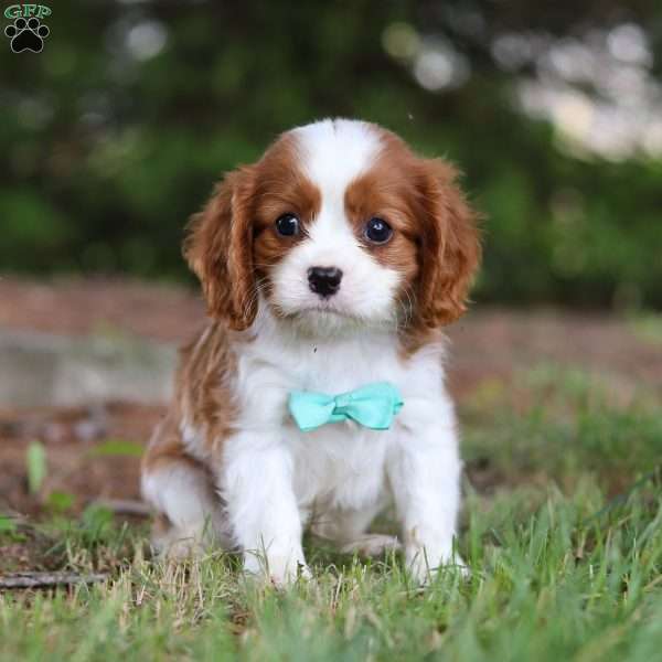 Charles, Cavalier King Charles Spaniel Puppy