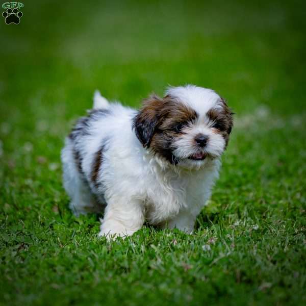 Charlie, Shih Tzu Puppy