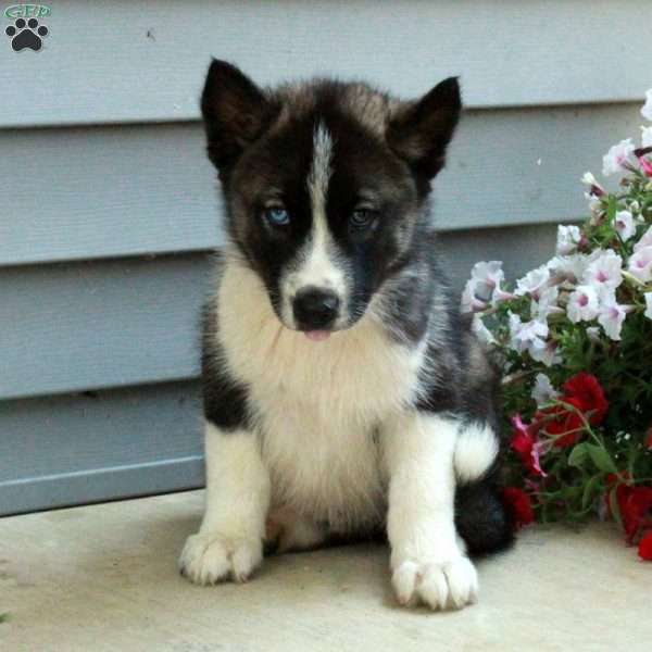 Charlie, Siberian Husky Puppy