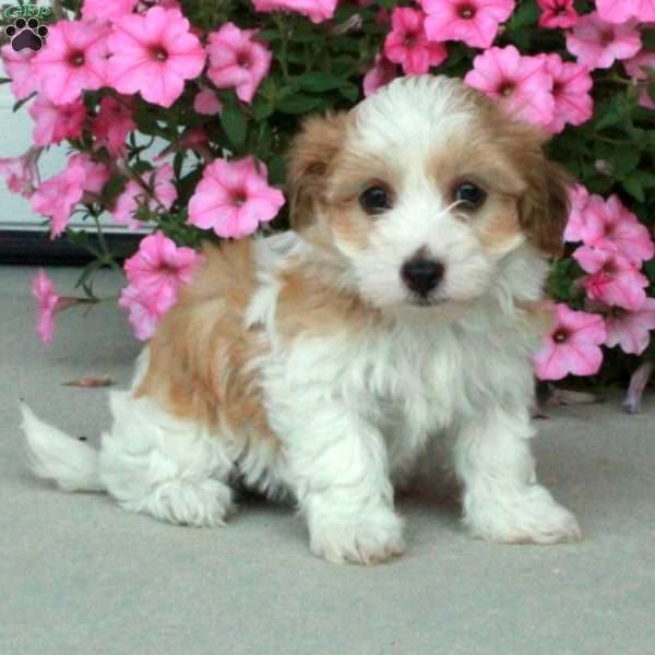 Charlotte, Havanese Puppy