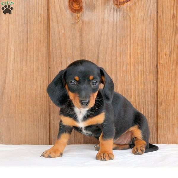 Charm – Mini, Dachshund Puppy