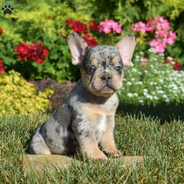 Chase, French Bulldog Puppy