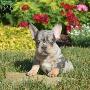 Chase, French Bulldog Puppy