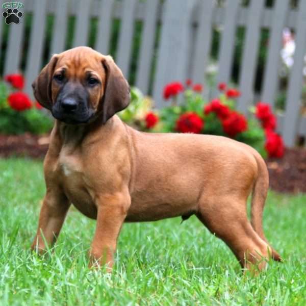 Chase, Rhodesian Ridgeback Puppy