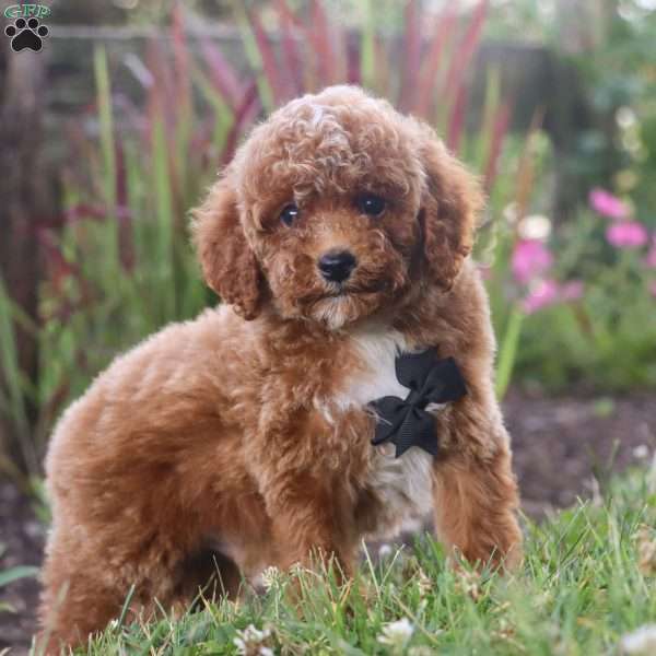 Chase, Cavapoo Puppy