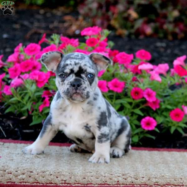 Checkers, French Bulldog Puppy