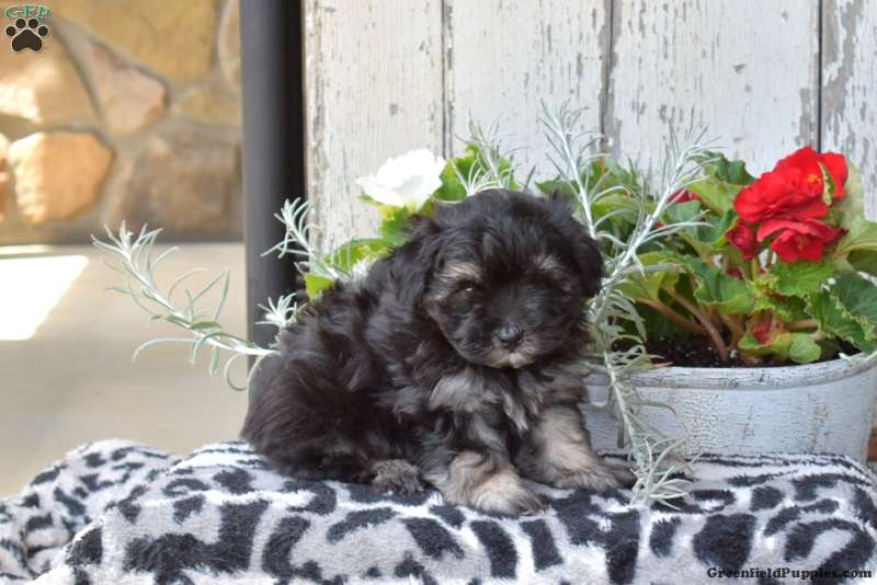 Checkers - Maltipoo Puppy For Sale in Pennsylvania