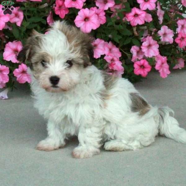 Chelsea, Havanese Puppy