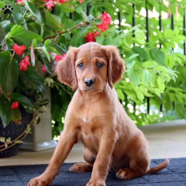 Chelsey, Irish Setter Puppy