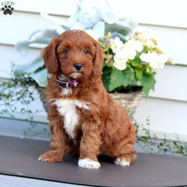 Chelsey, Mini Goldendoodle Puppy