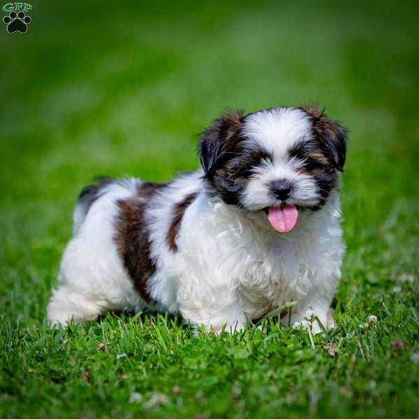 Chelsie, Shih Tzu Puppy