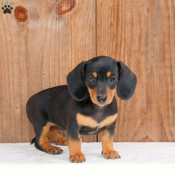 Cherity – Mini, Dachshund Puppy