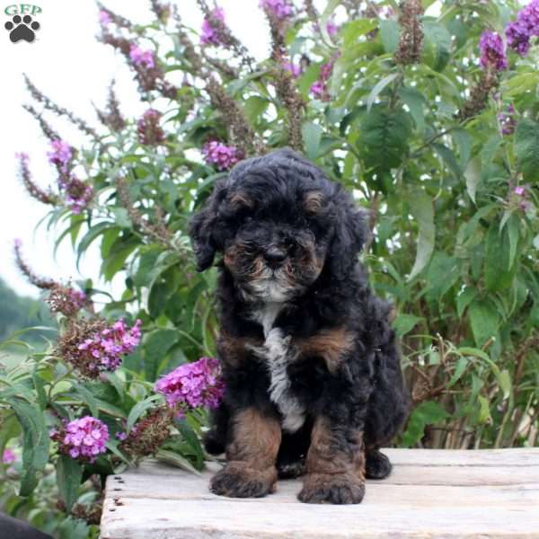 Chester, Mini Goldendoodle Puppy