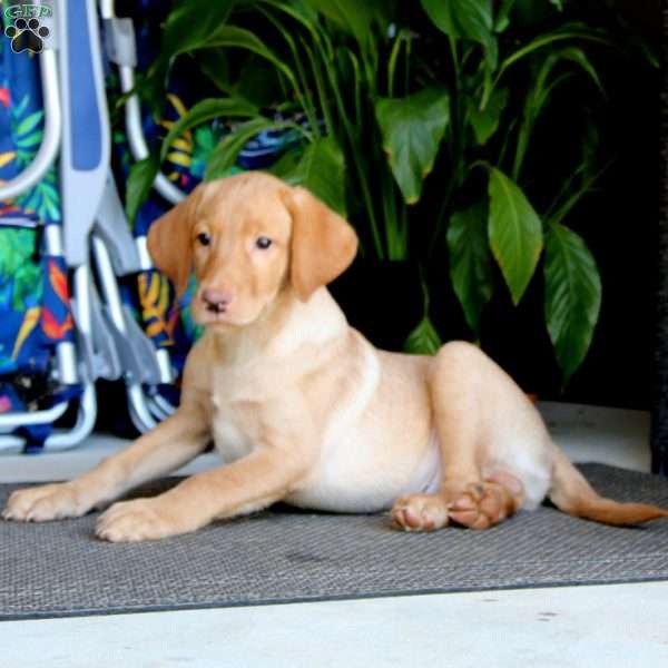 Chet, Yellow Labrador Retriever Puppy