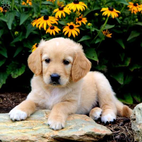 Chico, Goldendoodle Puppy