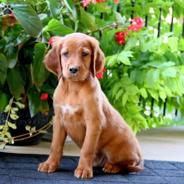 Chip, Irish Setter Puppy