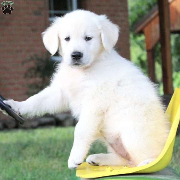 Chiquita, English Cream Golden Retriever Puppy