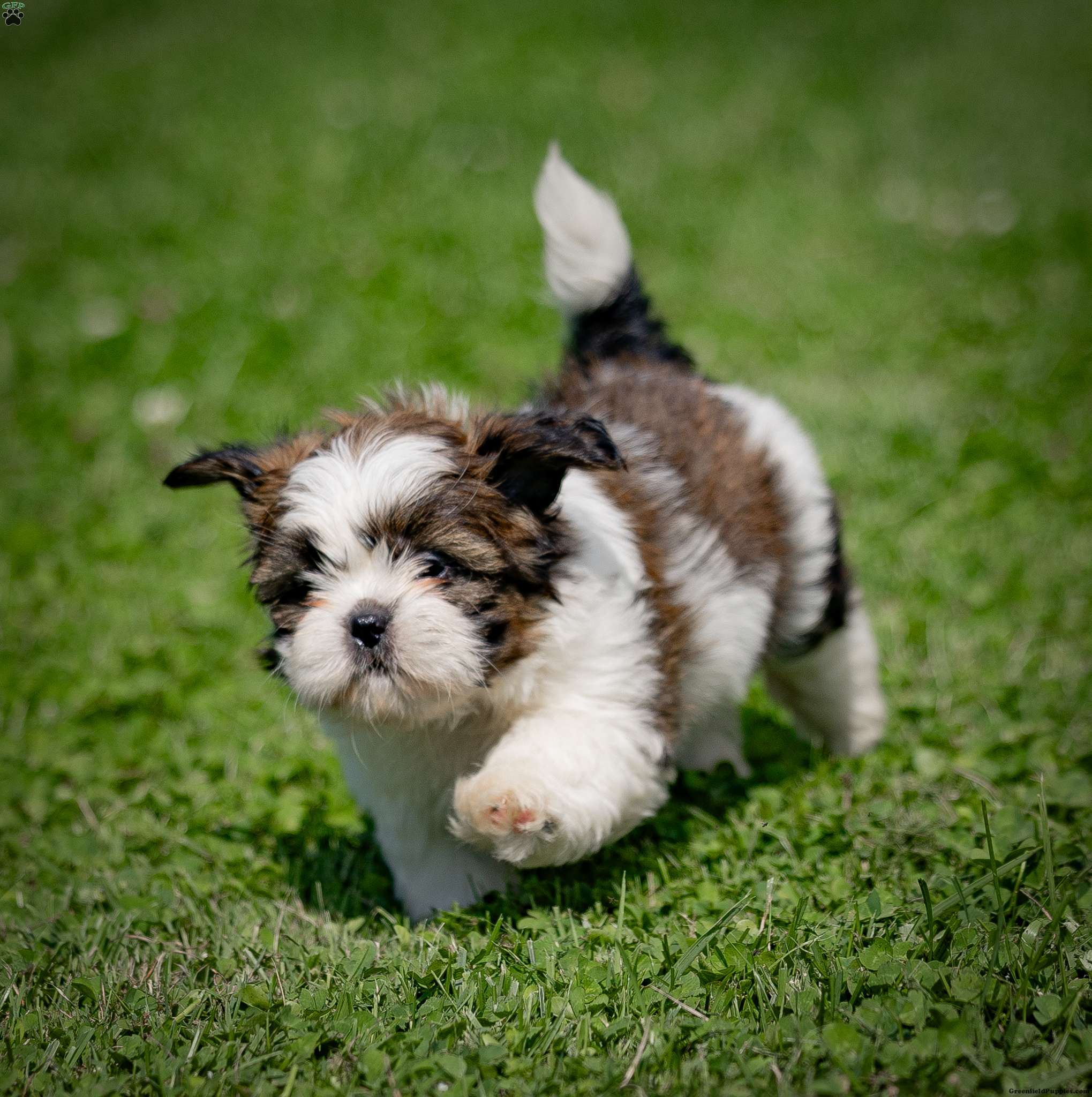 Chloe - Shih Tzu Puppy For Sale in Pennsylvania