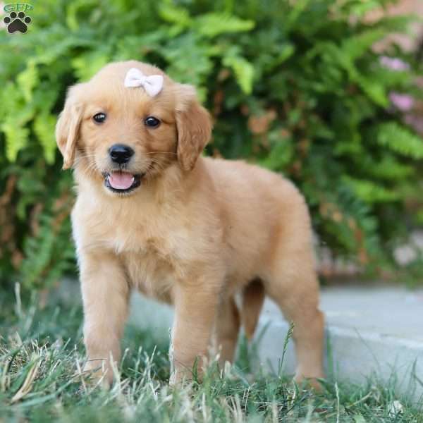 Chloe, Golden Retriever Puppy