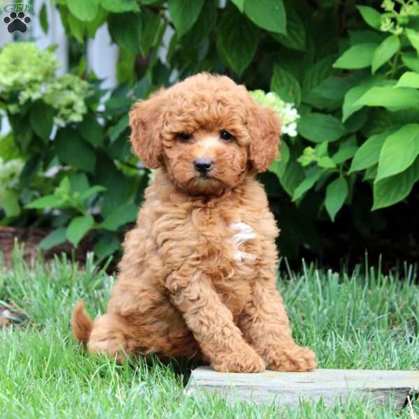 Chloe-F1B, Mini Goldendoodle Puppy