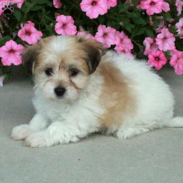 Chloe, Havanese Puppy