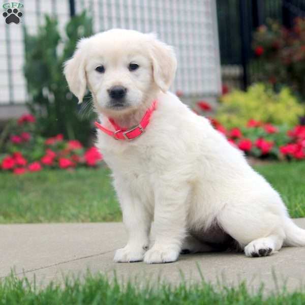 Chloe, English Cream Golden Retriever Puppy