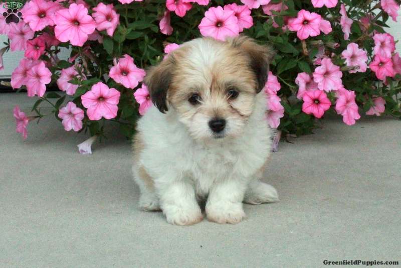 Chloe - Havanese Puppy For Sale in Pennsylvania