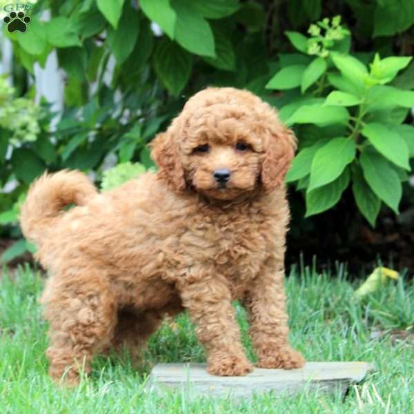 Chuck-F1B, Mini Goldendoodle Puppy