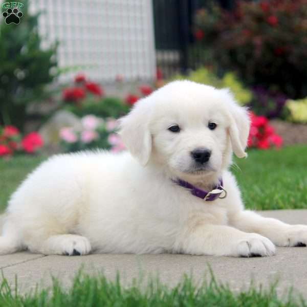 Chuck, English Cream Golden Retriever Puppy